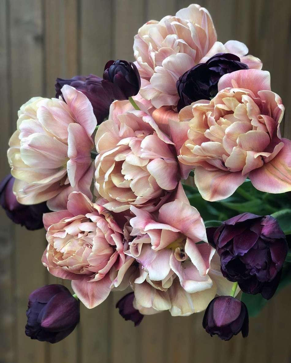 'Nadjas' tulpanblandning